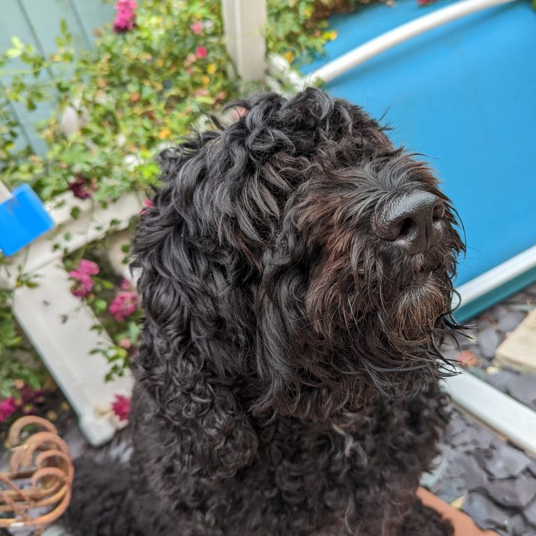 A black dog sat in front of a rose bush.