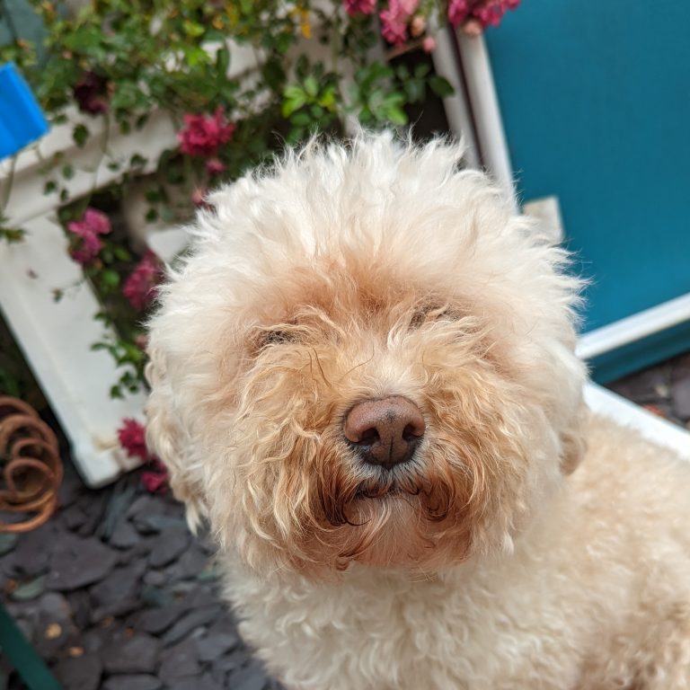 A cream-and-ginger dog sat in front of a rose bush.